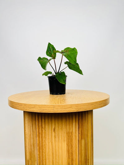 Caladium Thai Green Speckle | Uprooted