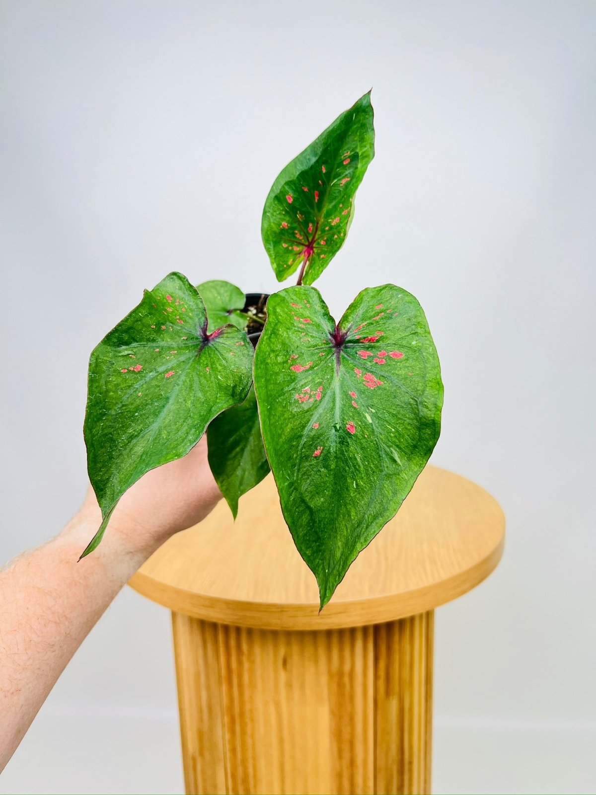 Caladium Thai Green Speckle | Uprooted