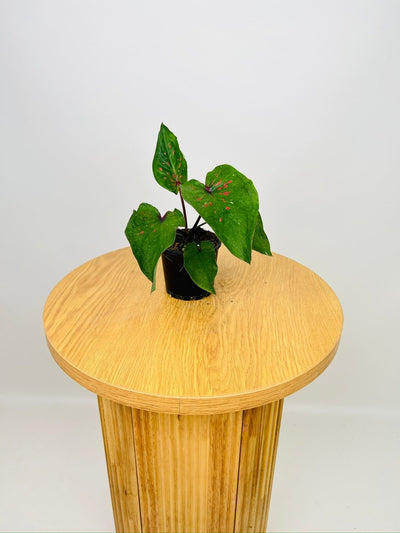 Caladium Thai Green Speckle | Uprooted