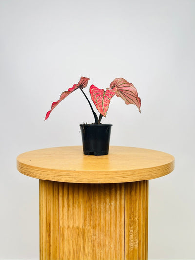 Caladium Thai Spider Red | Uprooted
