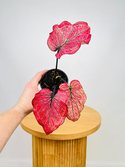 Caladium Thai Spider Red | Uprooted