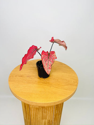Caladium Thai Spider Red | Uprooted