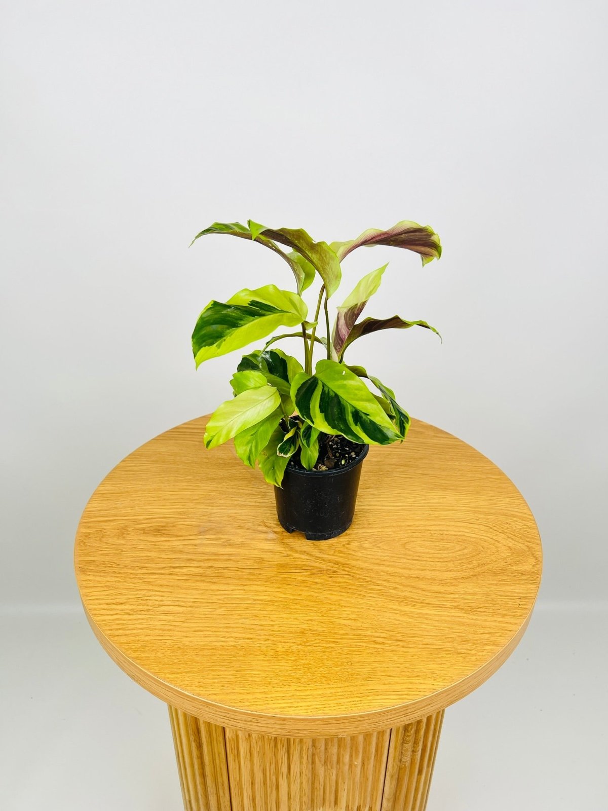 Calathea Thai Beauty | Uprooted