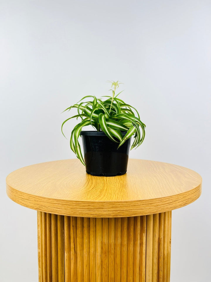 spider bamboo plant Chlorophytum Comosum - Curly Spider Plant | Uprooted