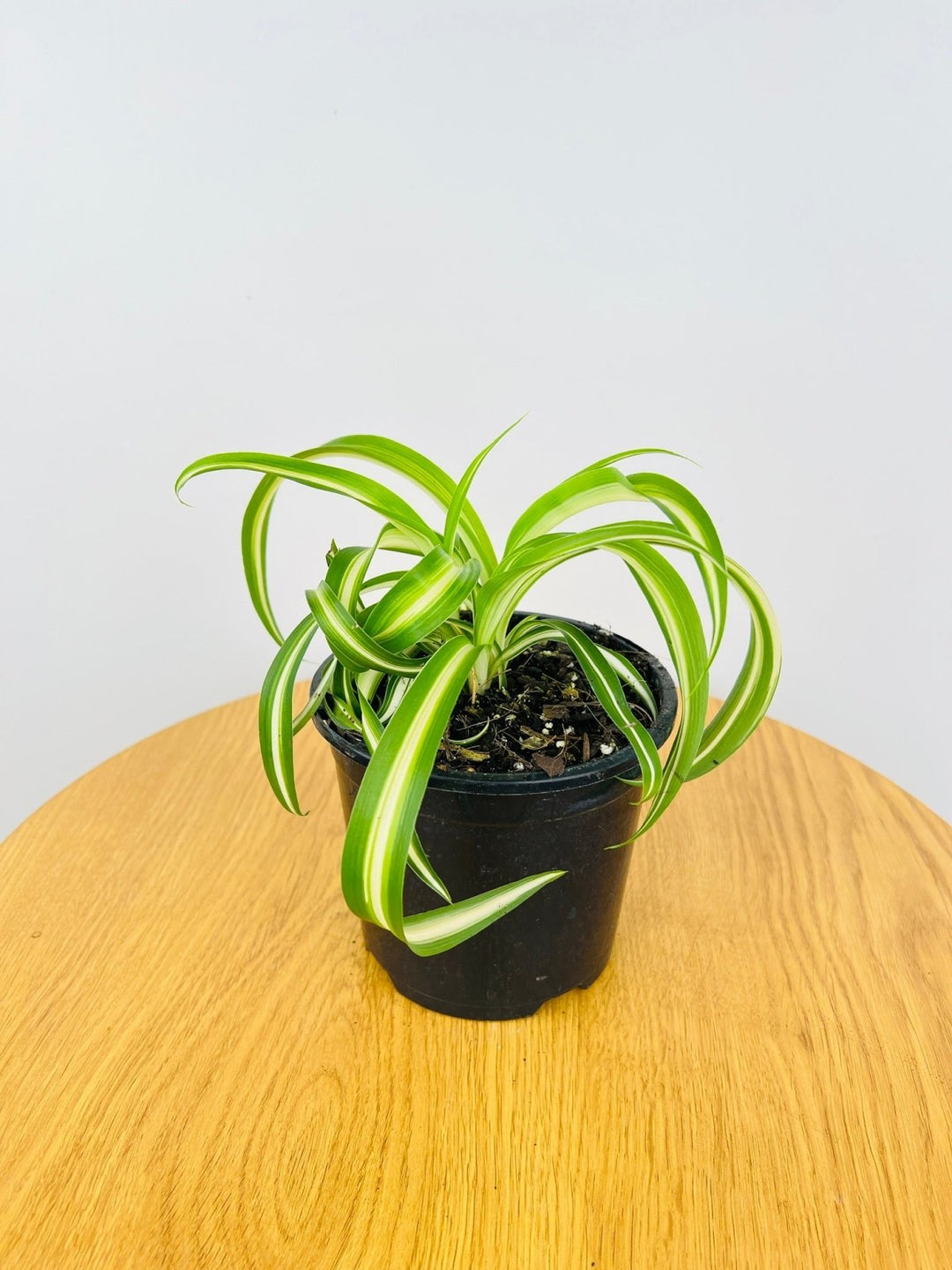 chlorophytum curly spider plant Chlorophytum Comosum - Curly Spider Plant | Uprooted