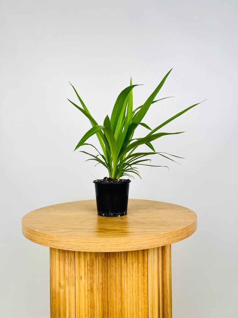 wood spider plant Chlorophytum Comosum - Spider Plant - Green | Uprooted