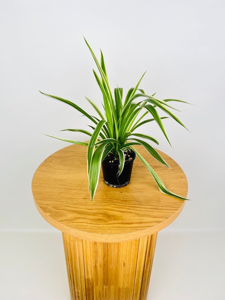 outdoor plant looks like spider plant Chlorophytum Comosum Variegatum - Spider Plant - Outside Variegated | Uprooted