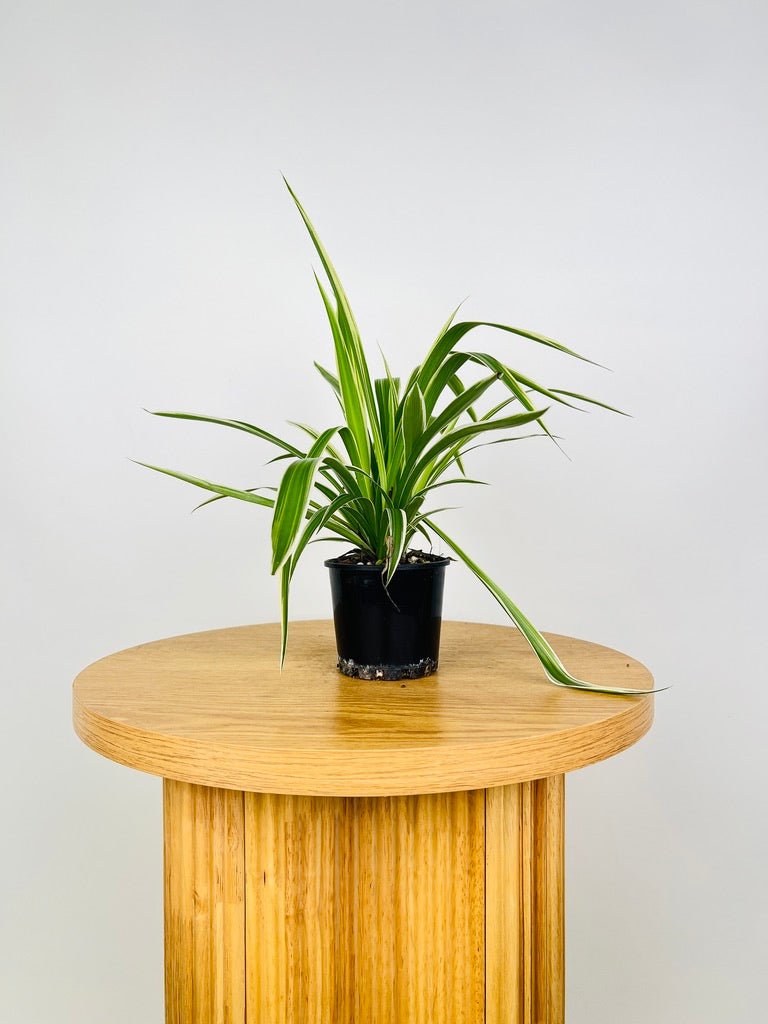 spider plant red edges Chlorophytum Comosum Variegatum - Spider Plant - Outside Variegated | Uprooted