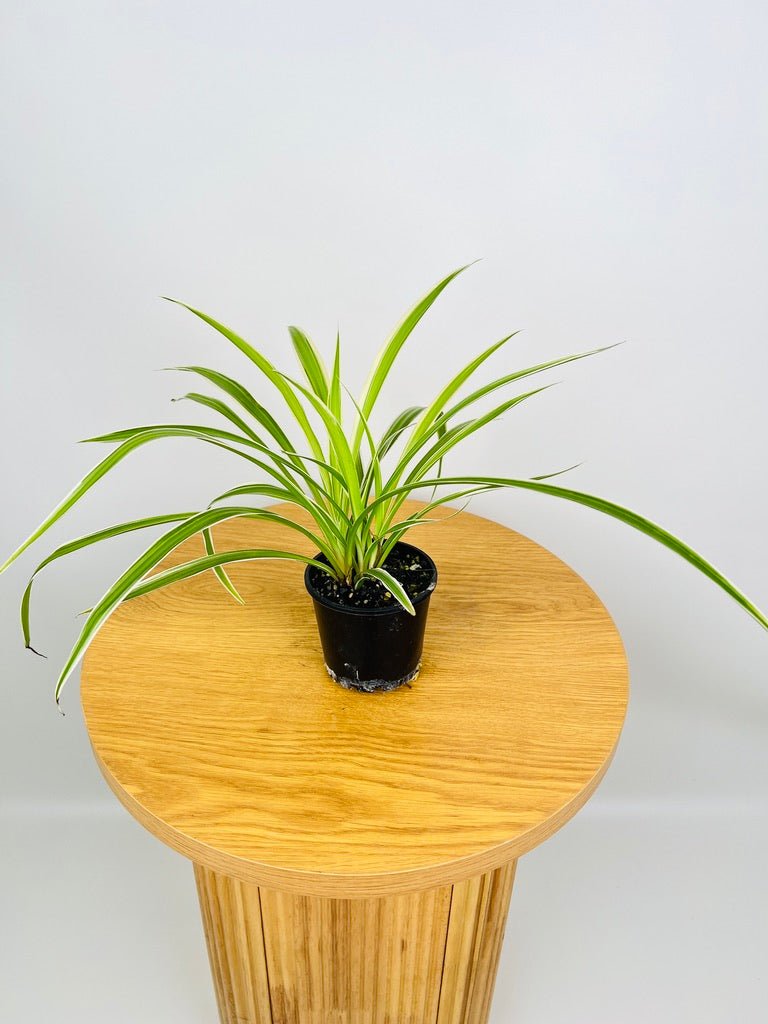 chlorophytum comosum uses Chlorophytum Comosum Variegatum - Spider Plant - Outside Variegated | Uprooted