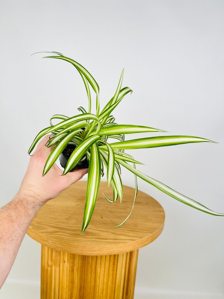 house plants online australia Chlorophytum Comosum Vittatum - Spider Plant - Inside Variegated | Uprooted