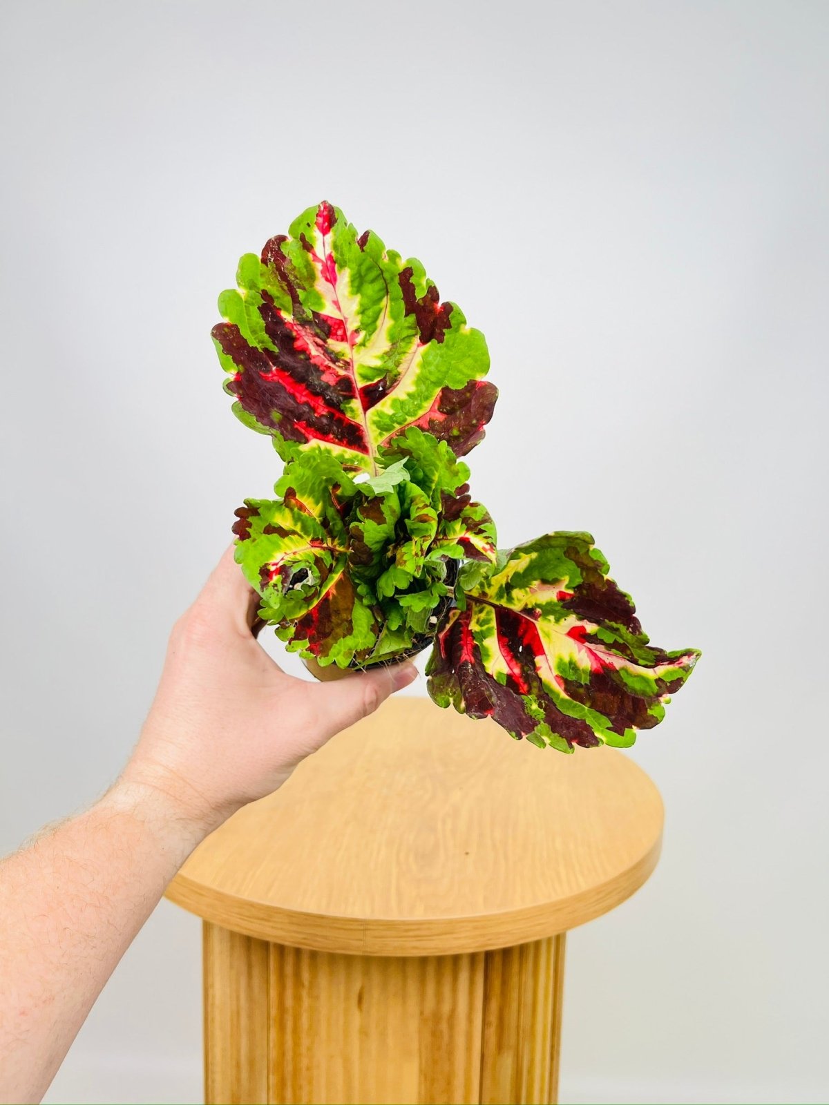 Coleus Rainbow 🌈 | Uprooted