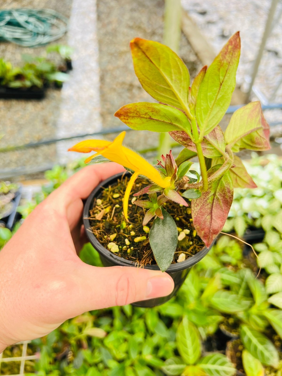 Columnea Mercure - Yellow Lipstick Plant | Uprooted