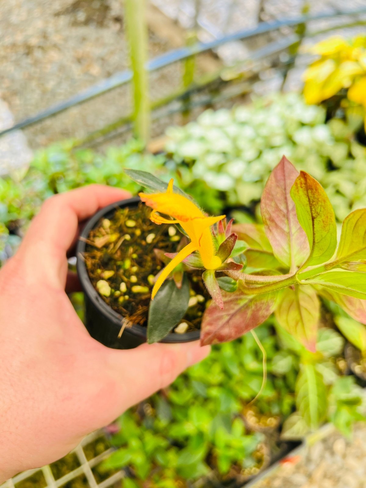 Columnea Mercure - Yellow Lipstick Plant | Uprooted