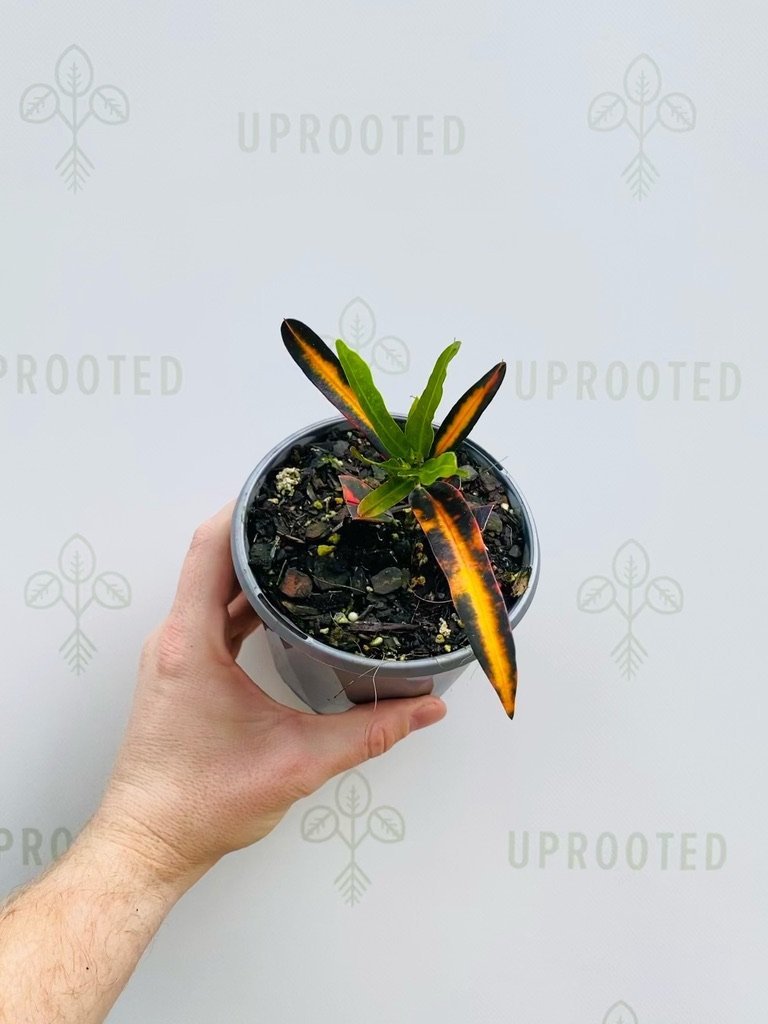 Croton Mammy | Uprooted