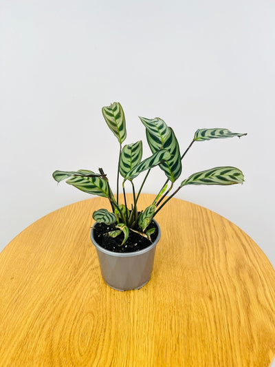 Ctenanthe Burle-Marxii | Uprooted