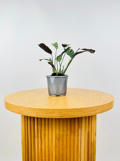 Ctenanthe Burle-Marxii | Uprooted