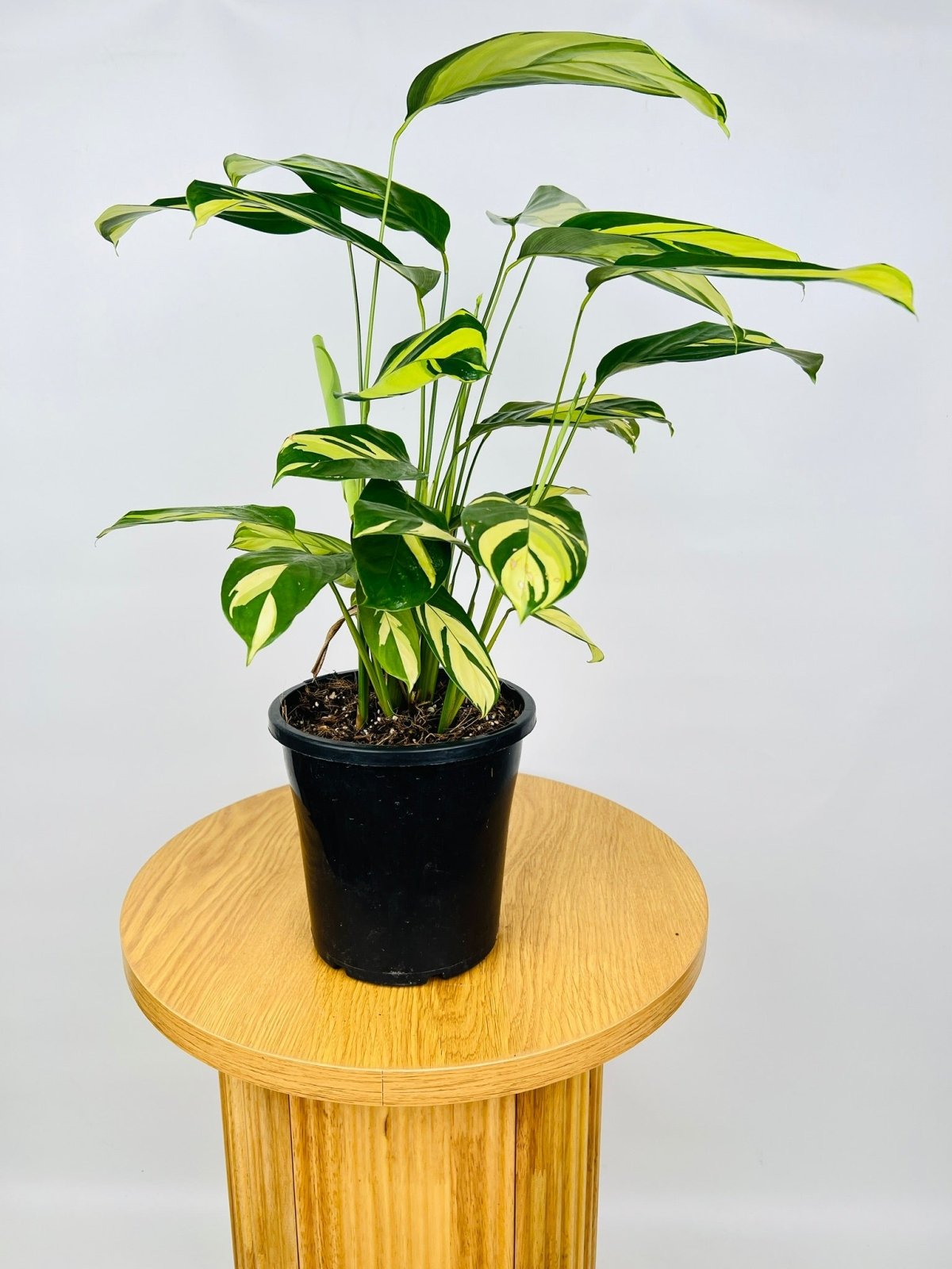 Ctenanthe Lubbersiana Golden Mosaic Maxi Uprooted Buy Plants