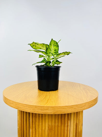 Dieffenbachia Amy | Uprooted