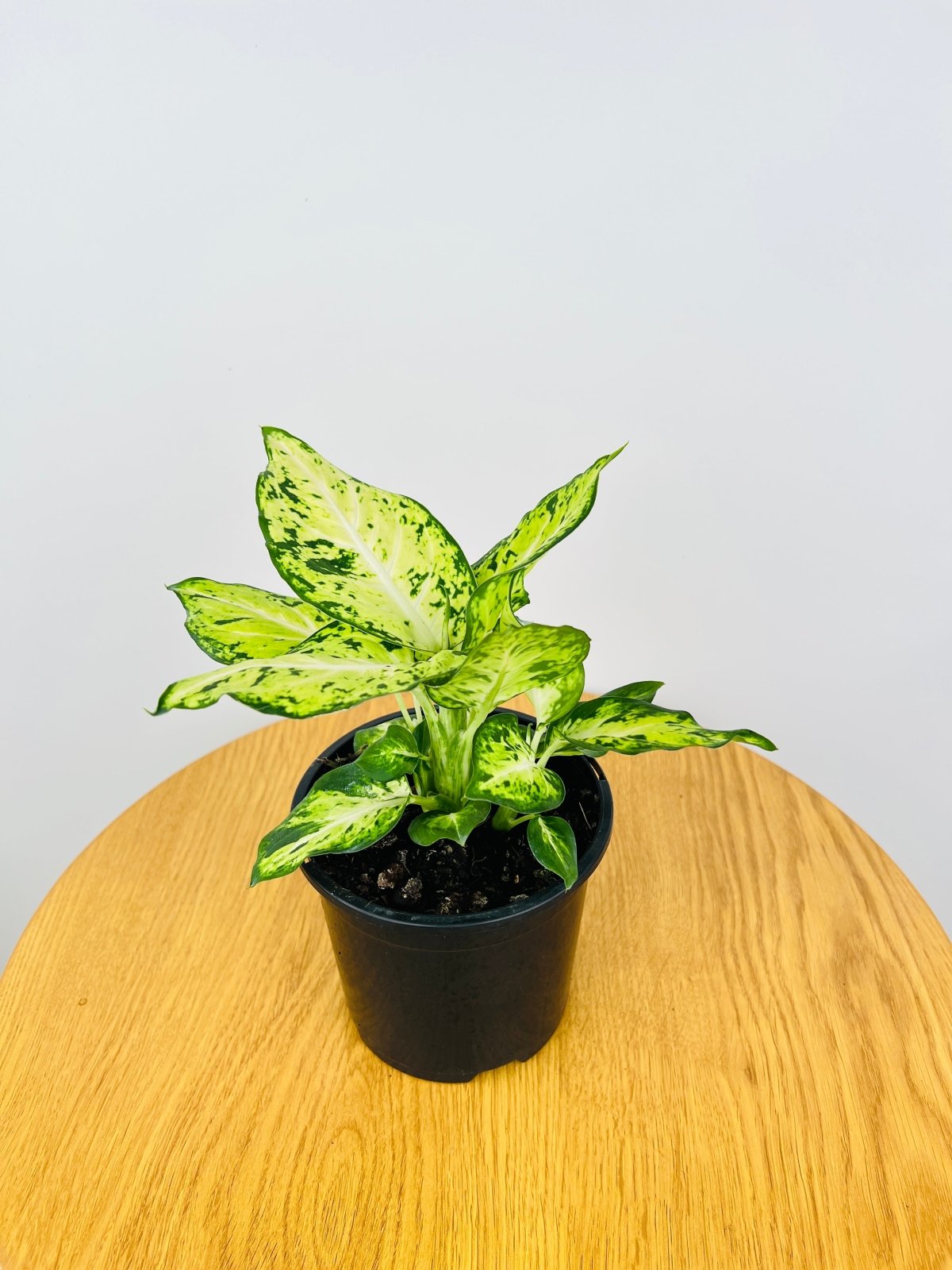 Dieffenbachia Amy | Uprooted
