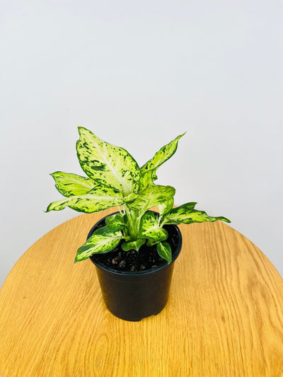 Dieffenbachia Amy | Uprooted