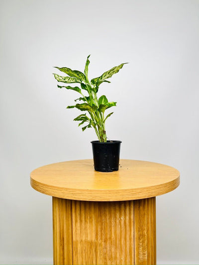 Dieffenbachia Amy | Uprooted