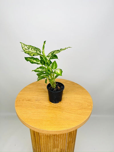 Dieffenbachia Amy | Uprooted