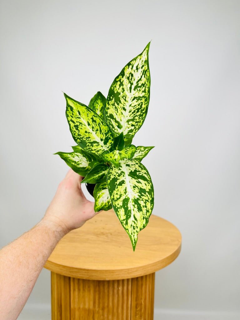 Dieffenbachia Amy | Uprooted