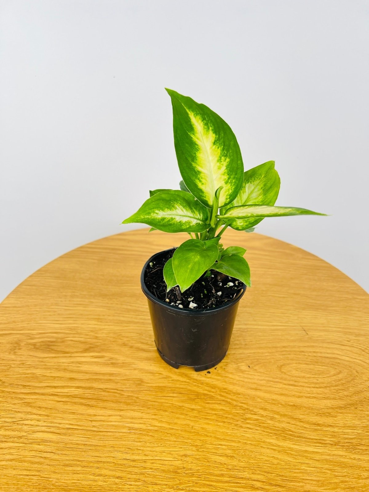 Dieffenbachia Camille | Uprooted