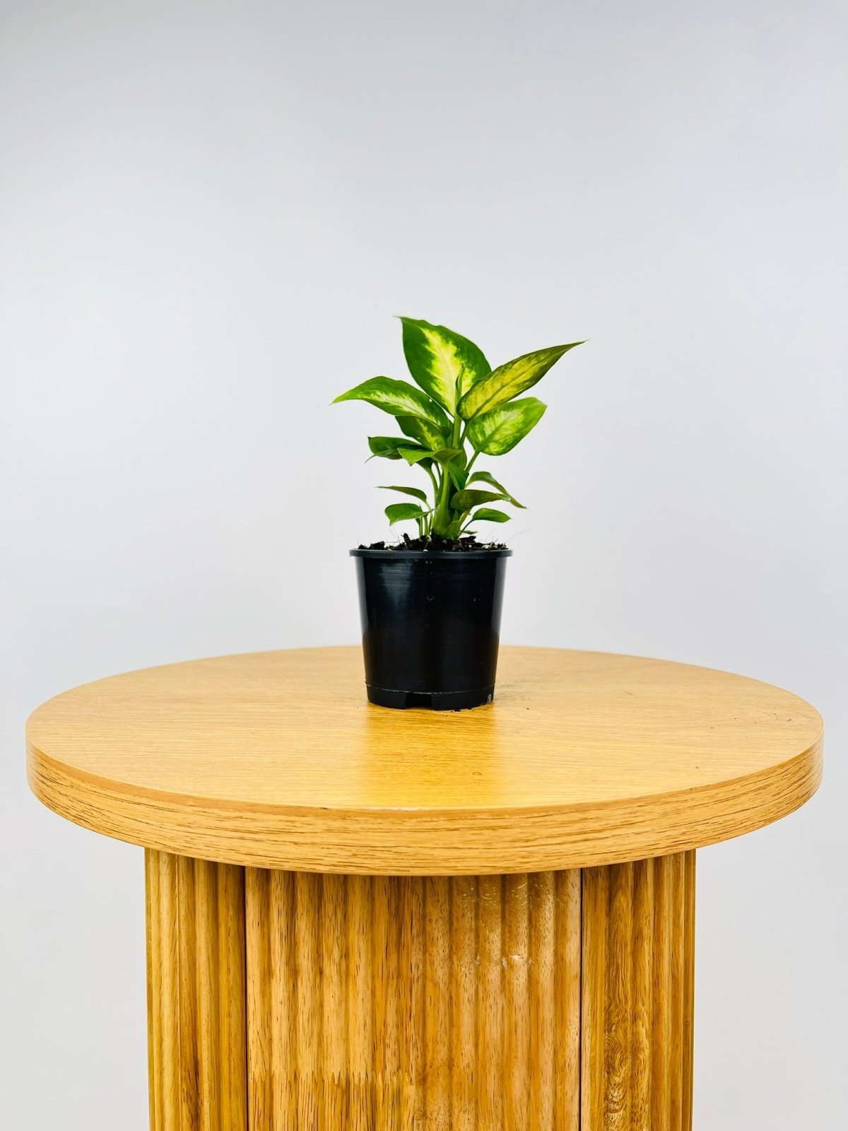 Dieffenbachia Camille | Uprooted