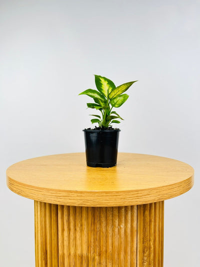 Dieffenbachia Camille | Uprooted