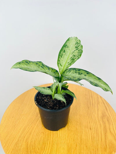 Dieffenbachia Memoria Corsii | Uprooted