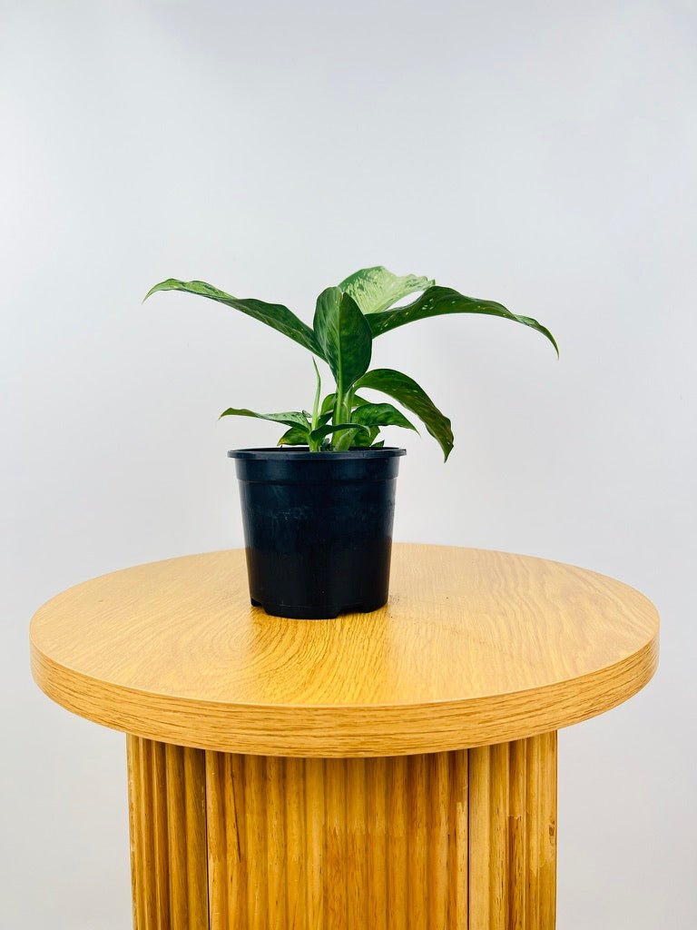 Dieffenbachia Memoria Corsii | Uprooted