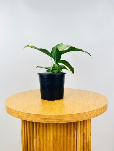 Dieffenbachia Memoria Corsii | Uprooted