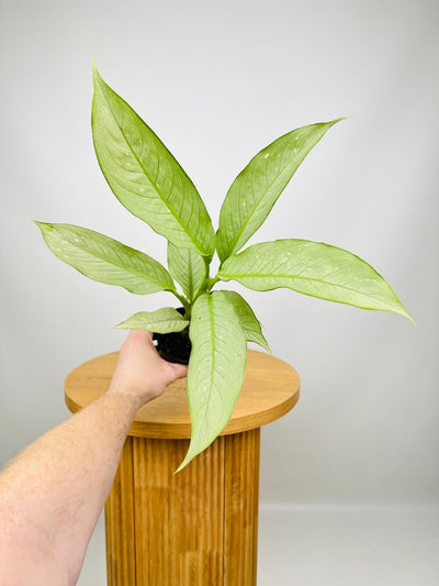 Dieffenbachia Milky Way | Uprooted