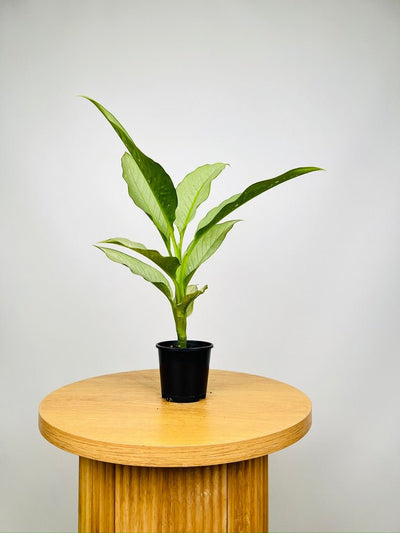Dieffenbachia Milky Way | Uprooted