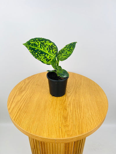 Dieffenbachia Reflector | Uprooted