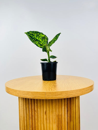 Dieffenbachia Reflector | Uprooted