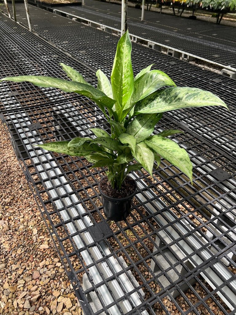Dieffenbachia Snow - Maxi | Uprooted