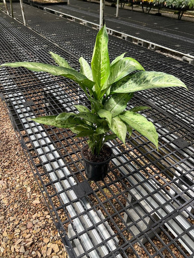 Dieffenbachia Snow - Maxi | Uprooted