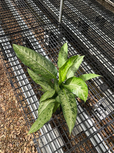 Dieffenbachia Snow - Maxi | Uprooted
