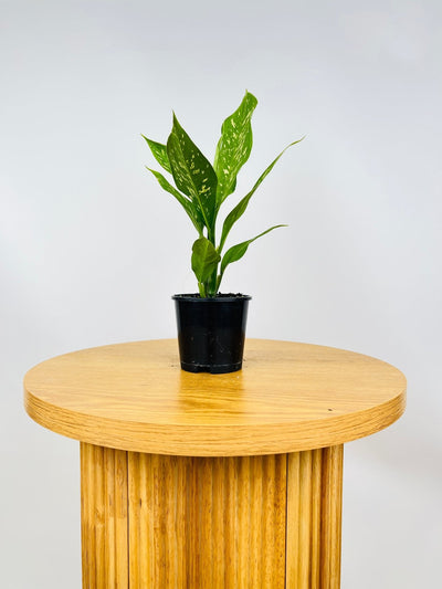Dieffenbachia Snow Storm | Uprooted