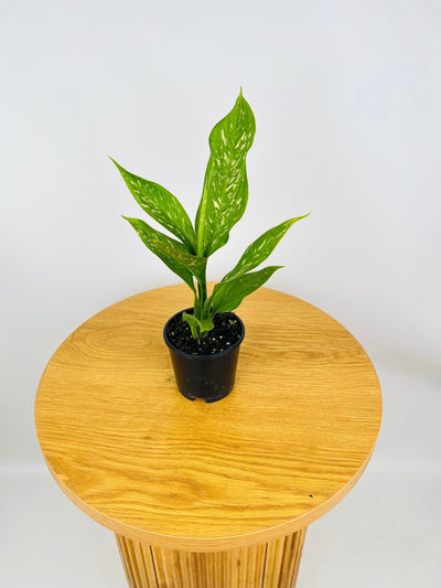 Dieffenbachia Snow Storm | Uprooted