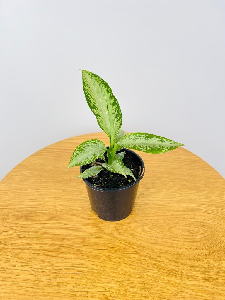 Dieffenbachia Snow | Uprooted