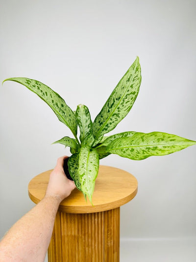 Dieffenbachia Snow | Uprooted