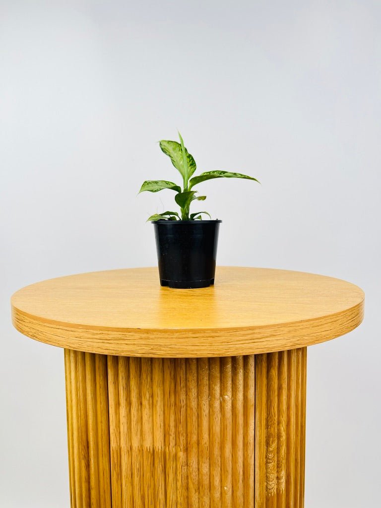 Dieffenbachia Snow | Uprooted