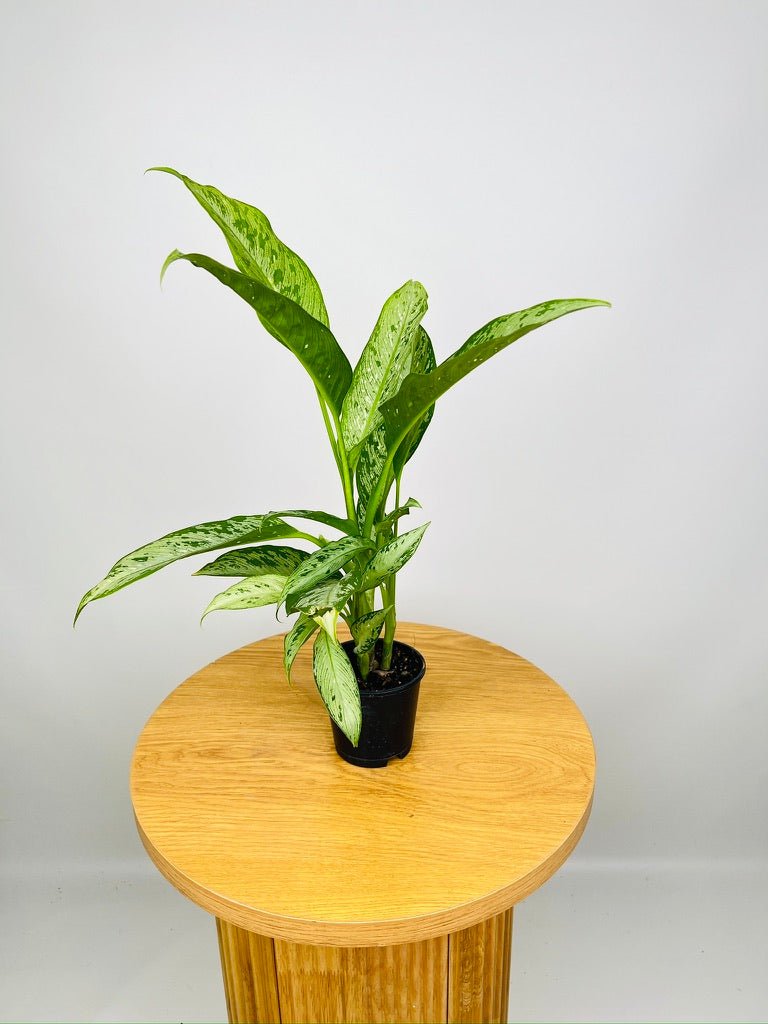 Dieffenbachia Snow | Uprooted