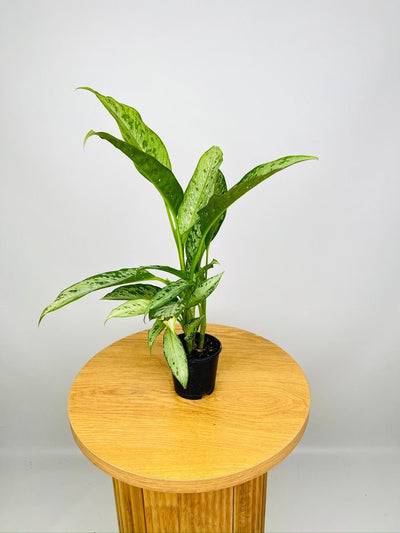 Dieffenbachia Snow | Uprooted