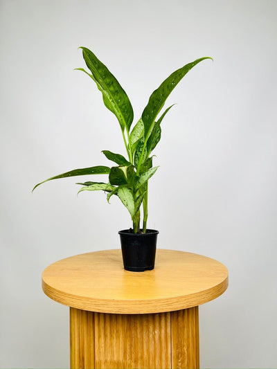 Dieffenbachia Snow | Uprooted