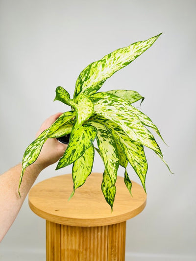Dieffenbachia Starbright | Uprooted