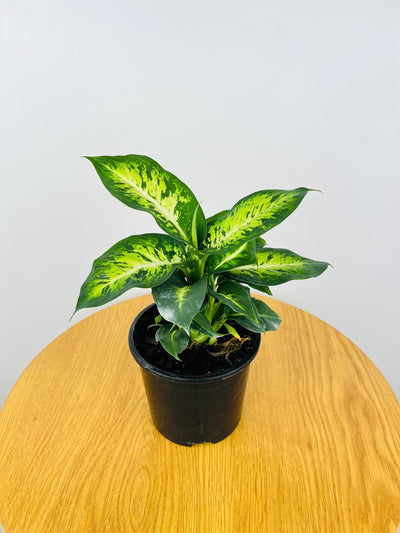 Dieffenbachia Sublime | Uprooted